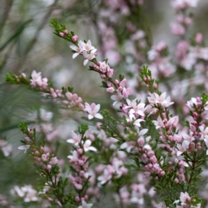 Boronia anemonifolia subsp. anemonifolia at Tallong, NSW - 7 Sep 2024