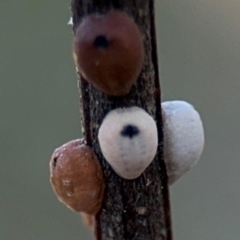 Cryptes baccatus (Wattle Tick Scale) at Acton, ACT - 8 Sep 2024 by Hejor1