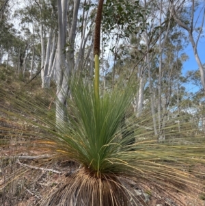 Xanthorrhoea glauca subsp. angustifolia at Uriarra Village, ACT - 8 Sep 2024