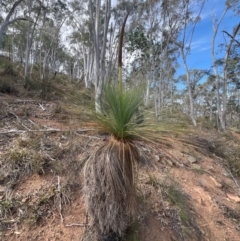 Xanthorrhoea glauca subsp. angustifolia at Uriarra Village, ACT - suppressed