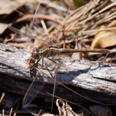 Diplacodes bipunctata (Wandering Percher) at Theodore, ACT - 7 Sep 2024 by RomanSoroka