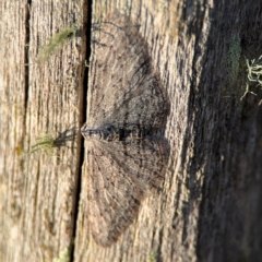 Phelotis cognata (Long-fringed Bark Moth) at Acton, ACT - 8 Sep 2024 by Hejor1