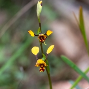 Diuris pardina at Tallong, NSW - 7 Sep 2024