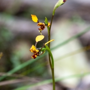 Diuris pardina at Tallong, NSW - 7 Sep 2024