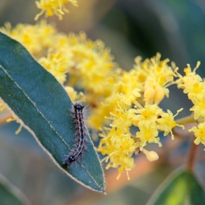 Pomaderris intermedia at Acton, ACT - 8 Sep 2024 04:29 PM