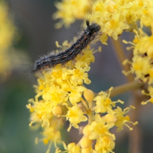 Pomaderris intermedia at Acton, ACT - 8 Sep 2024 04:29 PM