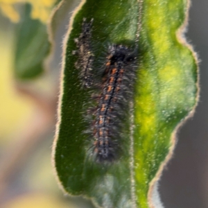 Pomaderris intermedia at Acton, ACT - 8 Sep 2024 04:29 PM