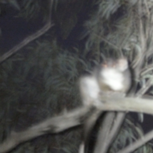 Pseudocheirus peregrinus at Bruce, ACT - 6 Sep 2024 06:30 PM