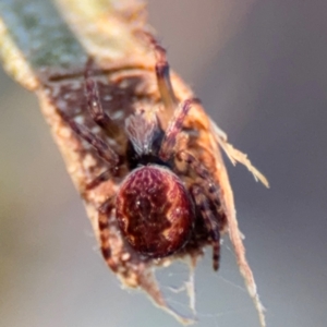 Araneus hamiltoni at Acton, ACT - 8 Sep 2024 04:32 PM