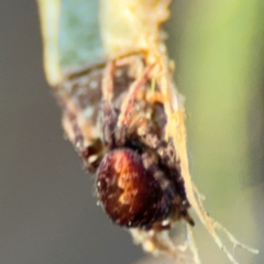 Araneus hamiltoni at Acton, ACT - 8 Sep 2024 04:32 PM