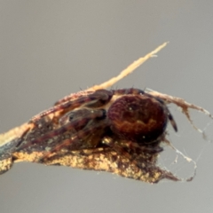 Araneus hamiltoni at Acton, ACT - 8 Sep 2024 04:32 PM