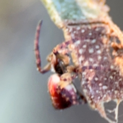 Araneus hamiltoni at Acton, ACT - 8 Sep 2024 04:32 PM