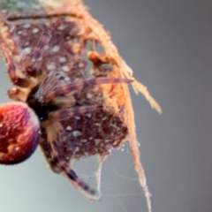 Araneus hamiltoni at Acton, ACT - 8 Sep 2024 04:32 PM