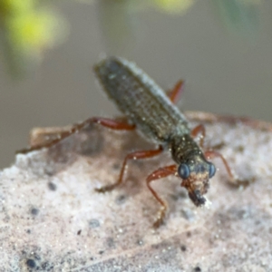 Lemidia subaenea at Acton, ACT - 8 Sep 2024