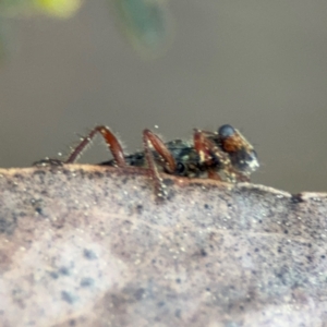 Lemidia subaenea at Acton, ACT - 8 Sep 2024 04:34 PM