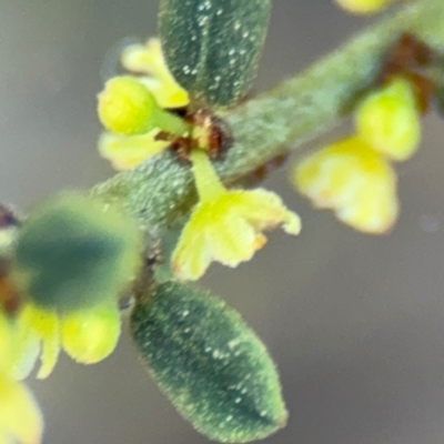 Phyllanthus occidentalis (Thyme Spurge) at Acton, ACT - 8 Sep 2024 by Hejor1