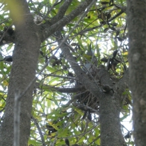 Ocyphaps lophotes at Belconnen, ACT - 4 Sep 2024