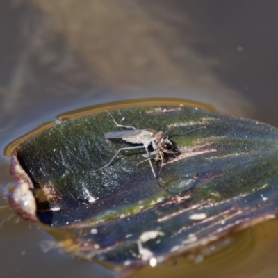 Brachydeutera sydneyensis (Shore fly) at Theodore, ACT - 7 Sep 2024 by RomanSoroka