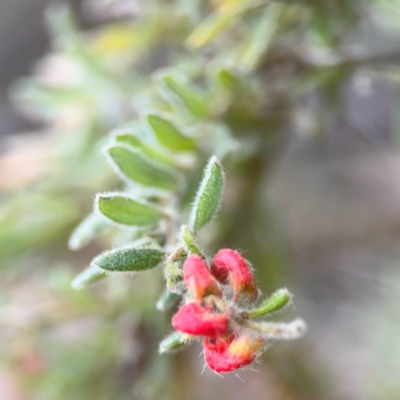 Grevillea alpina (Mountain Grevillea / Cat's Claws Grevillea) at Acton, ACT - 8 Sep 2024 by Hejor1