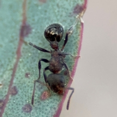 Stigmacros sp. (genus) (An Ant) at Acton, ACT - 8 Sep 2024 by Hejor1