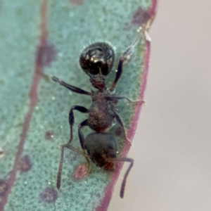 Stigmacros sp. (genus) at Acton, ACT - 8 Sep 2024