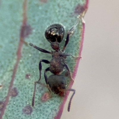 Stigmacros sp. (genus) (An Ant) at Acton, ACT - 8 Sep 2024 by Hejor1