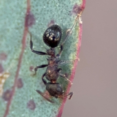 Stigmacros sp. (genus) at Acton, ACT - 8 Sep 2024 04:37 PM