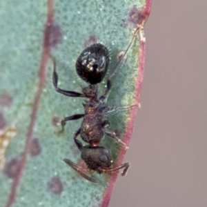 Stigmacros sp. (genus) at Acton, ACT - 8 Sep 2024 04:37 PM