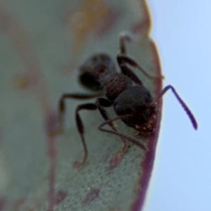 Stigmacros sp. (genus) at Acton, ACT - 8 Sep 2024 04:37 PM