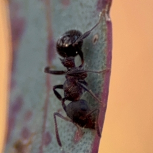 Stigmacros sp. (genus) at Acton, ACT - 8 Sep 2024