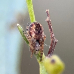 Salsa fuliginata (Sooty Orb-weaver) at Acton, ACT - 8 Sep 2024 by Hejor1