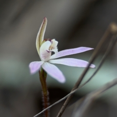 Caladenia fuscata (Dusky Fingers) at Acton, ACT - 8 Sep 2024 by Hejor1