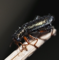 Lemidia subaenea (Clerid beetle) at Murrumbateman, NSW - 8 Sep 2024 by amiessmacro