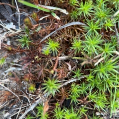 Polytrichaceae sp. (family) (A moss) at Yarralumla, ACT - 8 Sep 2024 by Hejor1