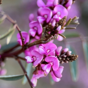 Indigofera australis subsp. australis at Yarralumla, ACT - 8 Sep 2024