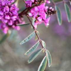 Indigofera australis subsp. australis at Yarralumla, ACT - 8 Sep 2024