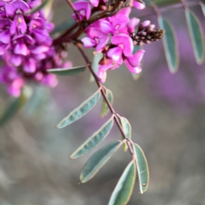 Indigofera australis subsp. australis at Yarralumla, ACT - 8 Sep 2024