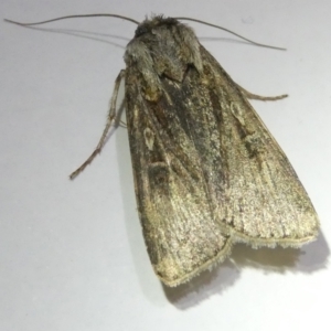 Agrotis infusa at Belconnen, ACT - 30 Aug 2024 08:10 PM