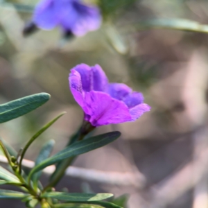 Solanum linearifolium at Yarralumla, ACT - 8 Sep 2024