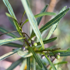 Solanum linearifolium at Yarralumla, ACT - 8 Sep 2024