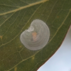 Hyalinaspis pallidinota at Acton, ACT - 8 Sep 2024