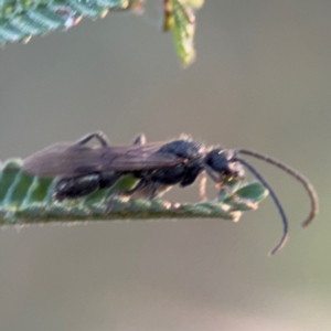 Formicidae (family) at Acton, ACT - 8 Sep 2024 05:07 PM