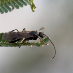 Formicidae (family) at Acton, ACT - 8 Sep 2024 05:07 PM