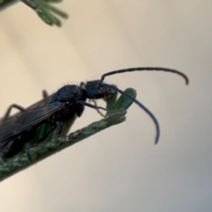 Formicidae (family) at Acton, ACT - 8 Sep 2024 05:07 PM