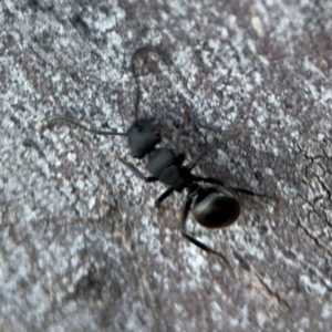 Polyrhachis sp. (genus) at Acton, ACT - 8 Sep 2024