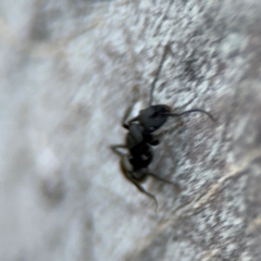 Polyrhachis sp. (genus) at Acton, ACT - 8 Sep 2024