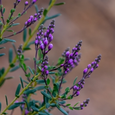 Comesperma ericinum (Heath Milkwort) at Tallong, NSW - 7 Sep 2024 by Aussiegall