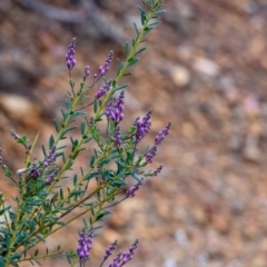 Comesperma ericinum at Tallong, NSW - 7 Sep 2024