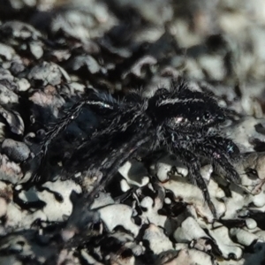 Ocrisiona leucocomis at Hall, ACT - 8 Sep 2024 01:43 PM