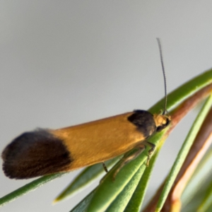 Merocroca automima at Acton, ACT - 8 Sep 2024 05:16 PM